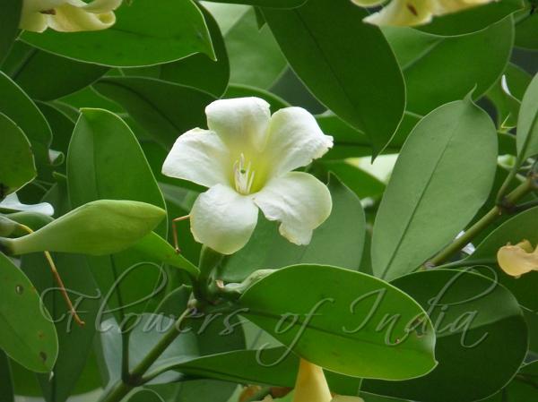 Samoa Perfume Flower Tree